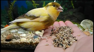 Wie schafft man es Kanarienvögel auf die Hand zu kriegen?
