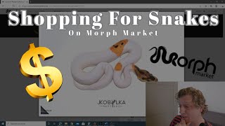 Shop For Snakes On Morph Market - Looking for some het clown female ball pythons