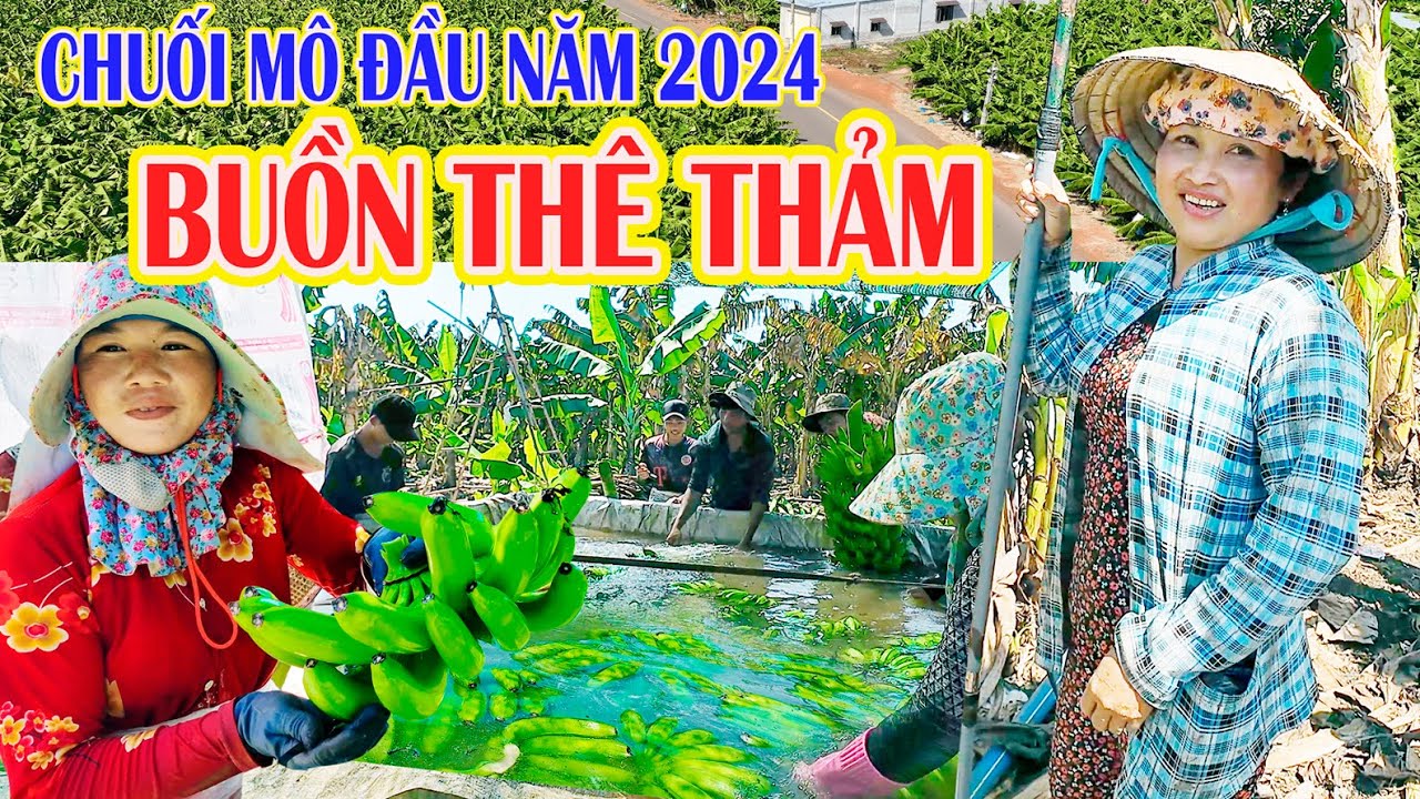 BUỒN THÊ THẢM Giá CHUỐI MÔ Hiện Nay | Có Lúc KHÔNG AI MUA | Bà Con TRÀ VINH Trồng và Thu Hoạch Chuối