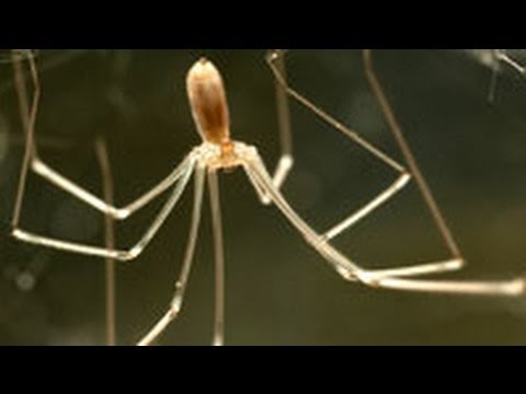 Daddy Long Legs 411 - The Infinite Spider