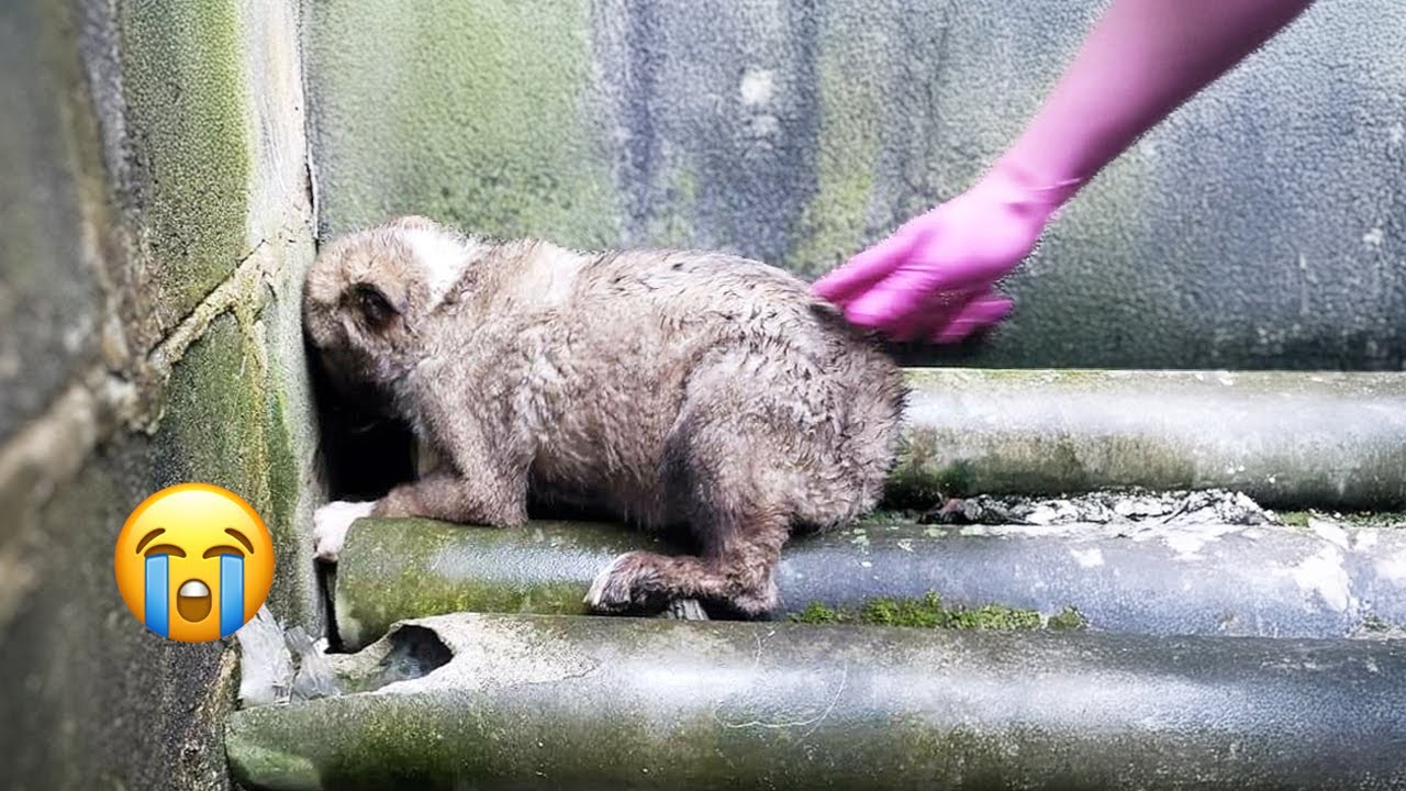 The Tiny Puppy’s Silent Tears After the Rain: What Was It So Afraid Of?