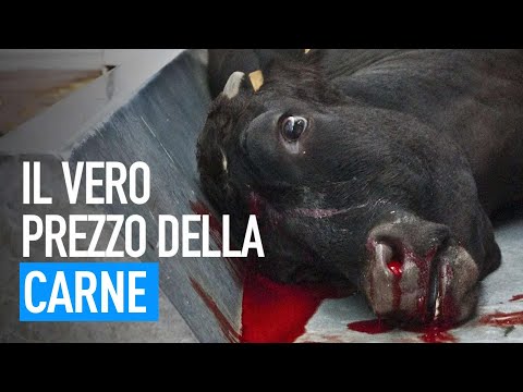 Video: Tutti i bovini maschi hanno le corna?