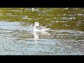 Grey Phalarope at Spurn Point