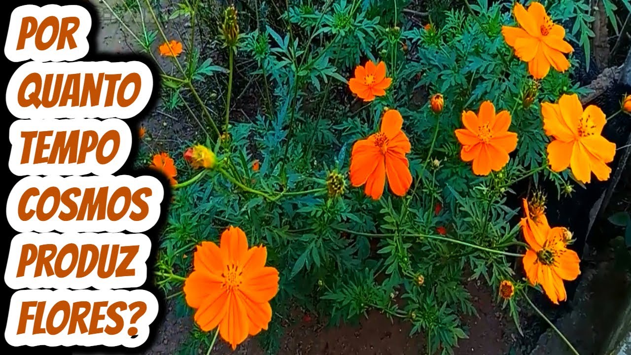 Por quanto tempo Cosmos produz flores? Qual é a vida produtiva da ...