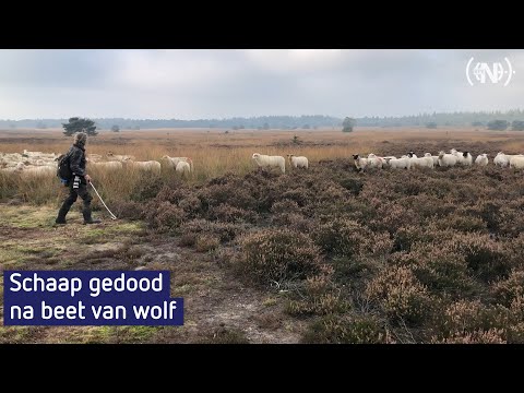 “Ik schreeuwde maar het hielp niet, met zijn bebloede bek ging hij verder met eten”