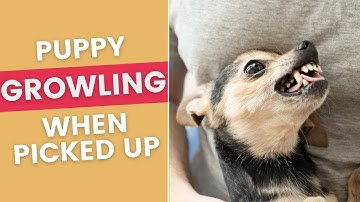 Puppy Growls When Being Picked Up