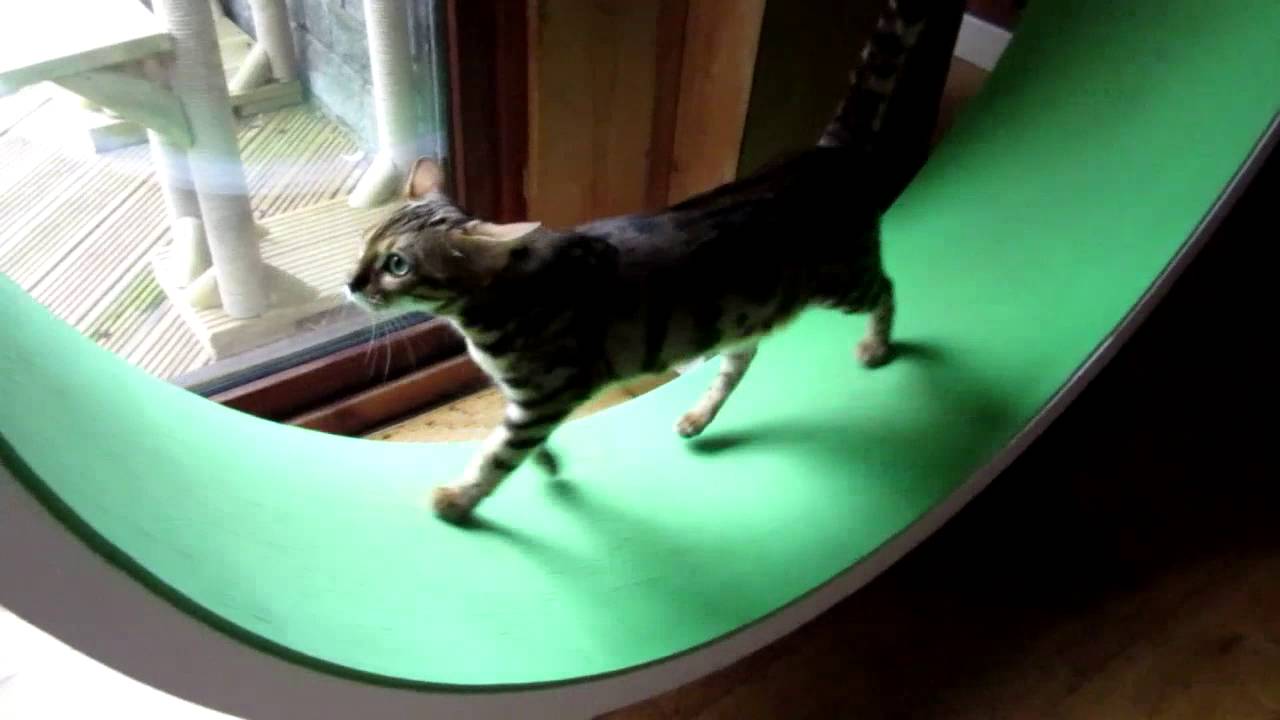 Eva on red Cazami cat wheel (Ferris cat wheel)