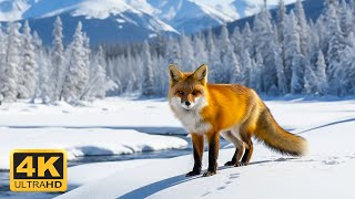 3 Hours Of Animals In Winter Wonderland And Soothing Music for Relaxation