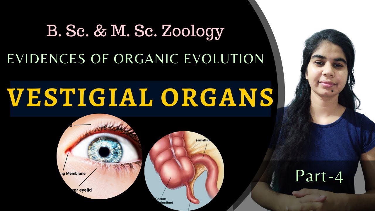 Vestigial organs Evolution B. Sc. & M. Sc. Zoology YouTube