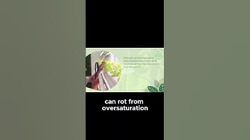 Understanding the Causes of Root Rot in Hydroponics