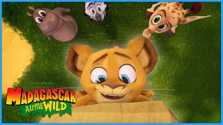 Alex is On Top of the World! | DreamWorks Madagascar by DreamWorks Madagascar 8,900 views 9 days ago 11 minutes, 44 seconds