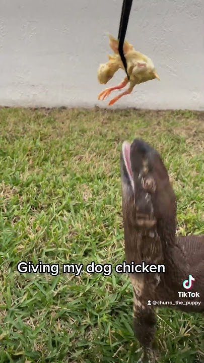 Giving My Dog Chicken YouTube giving-my-dog-chicken-youtube