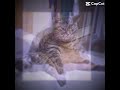 Cuteeeeee#cats#cute#edit#silly 