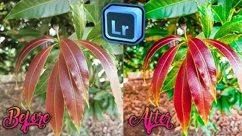 lr leafLightroom Photo Editing Leaf | Beautiful Mango Leaf | Moody