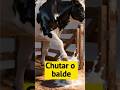 A origem de “chutar o balde” é mais estranha do que você imagina