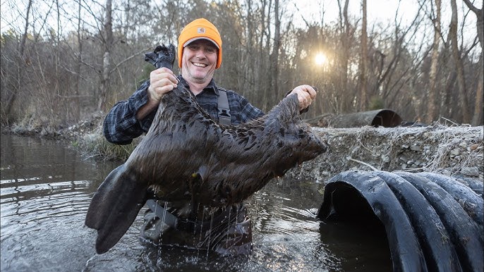 Preserving Meat for Trapping Bait 