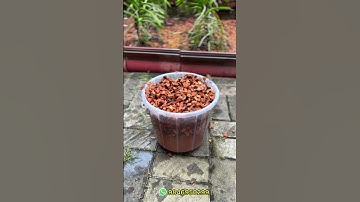 How to treat coco chips 🌿🧼🪴  #shorts #coco #flowers #garden #chips #garden #orchidtrips #ytshorts