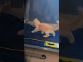 “Chhoti si billi, bade fitness dreams 💕”“Meow meow workout 🐾💪”