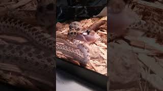 Red Bullsnake Takes Down A Pink Mouse.