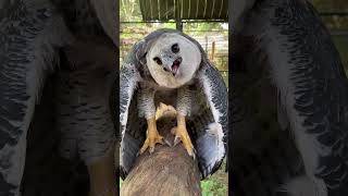 Majestic Harpy Eagle: Unforgettable Stare & Powerful Cry #shorts