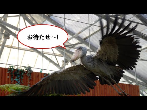 Mi様　ペア♡ハシビロコウなど ミリーさんの様子をお届けします【‎2025年‎9月30日】【上野