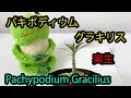 パキポディウム・グラキリス 実生１年/Pachypodium Gracilius(塊根/コーデックス/Caudex)