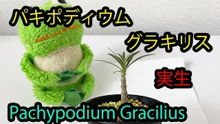 パキポディウム・グラキリス 実生１年/Pachypodium Gracilius(塊根/コーデックス/Caudex)