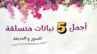 أفضل خمسة نباتات متسلقة دائمة الخضرة و سريعة النمو و مزهرة لتغطية حائط و جدار البيت و سياج الحديقة