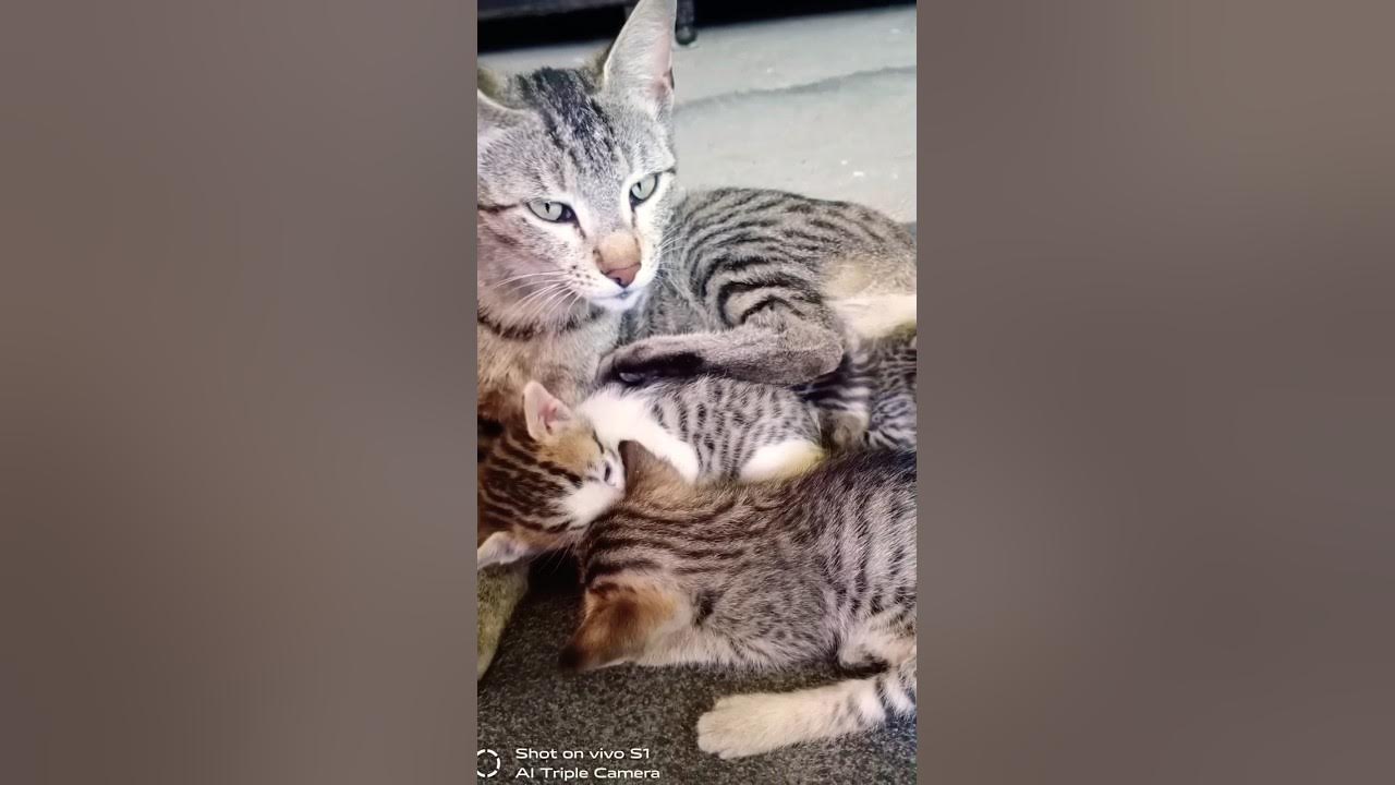 my-cat-after-giving-birth-cats-catsoftiktok-youtubeshorts-shorts