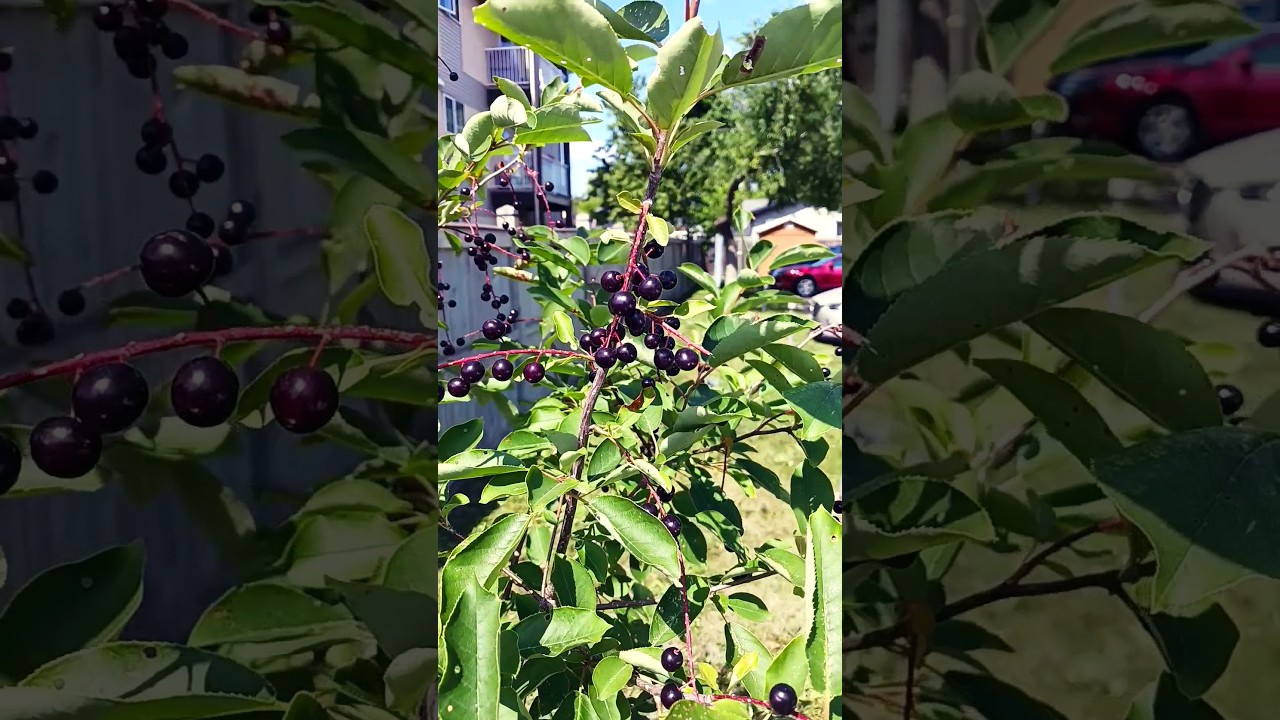 Chokecherry Bush (Prunus virginiana)