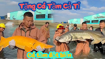 Được Tặng Cá Tầm ĐỘT BIẾN Đắt Nhất Trung Quốc 😱 Mổ Ra Thấy Bụng Trứng Trị  Giá HƠN 1 TỈ Mà Sốc Nặng💰