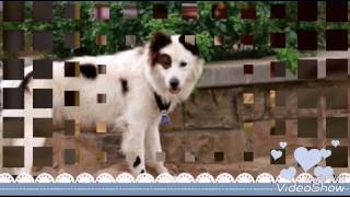 Собака точка ком слайд-шоу 🐶 Собака точка ком слайд-шоу 🐶