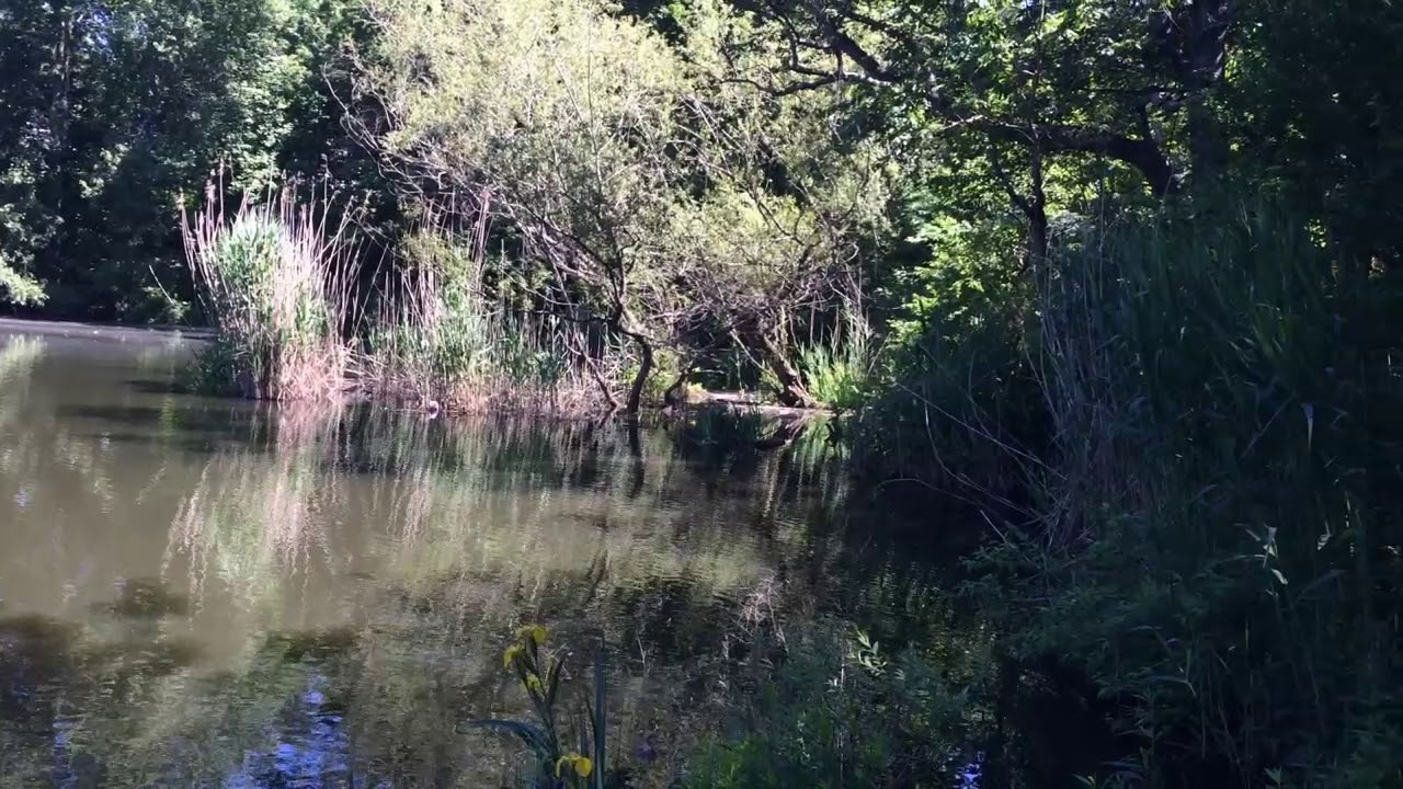 Walking Around the Suburban Lake in New Rochelle, NY - Unintentional ...