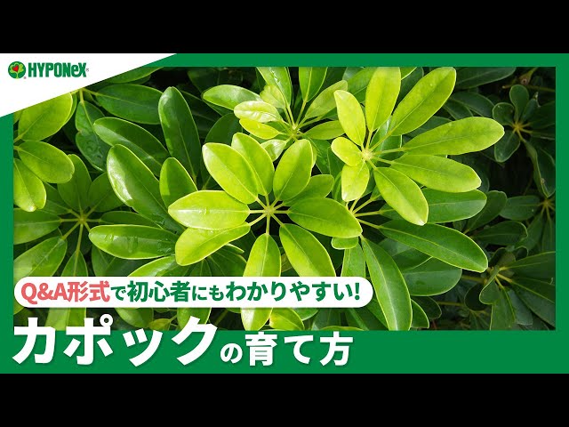 ☘184: How to grow Kapok (Schufflera) | How to choose seedlings