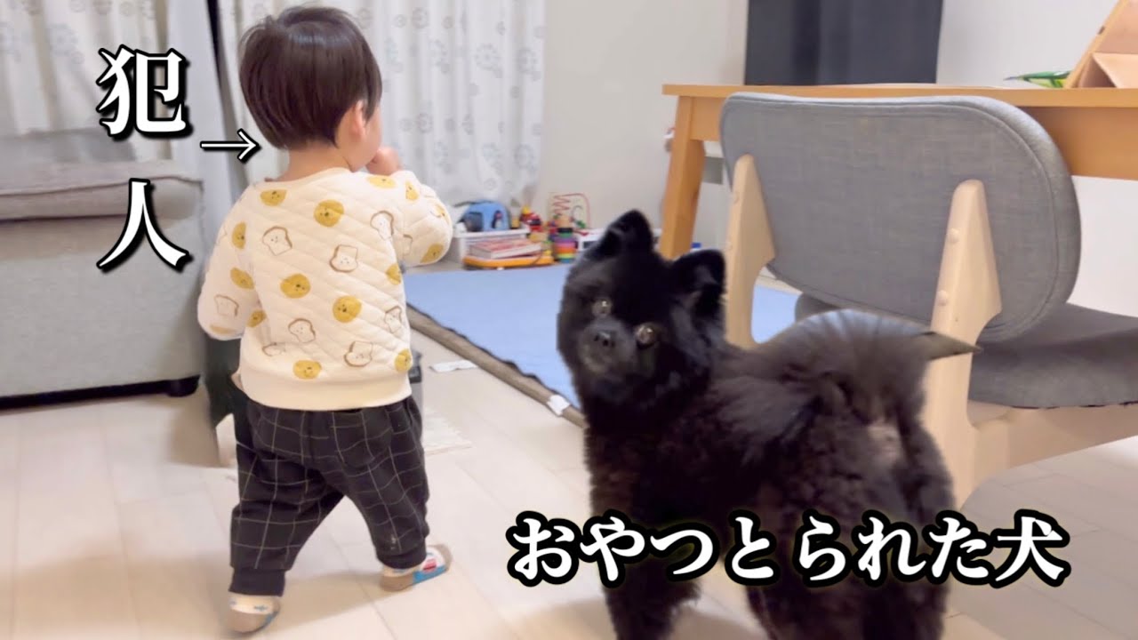 鈍臭すぎておやつ横取りされるポメラニアンが面白い笑