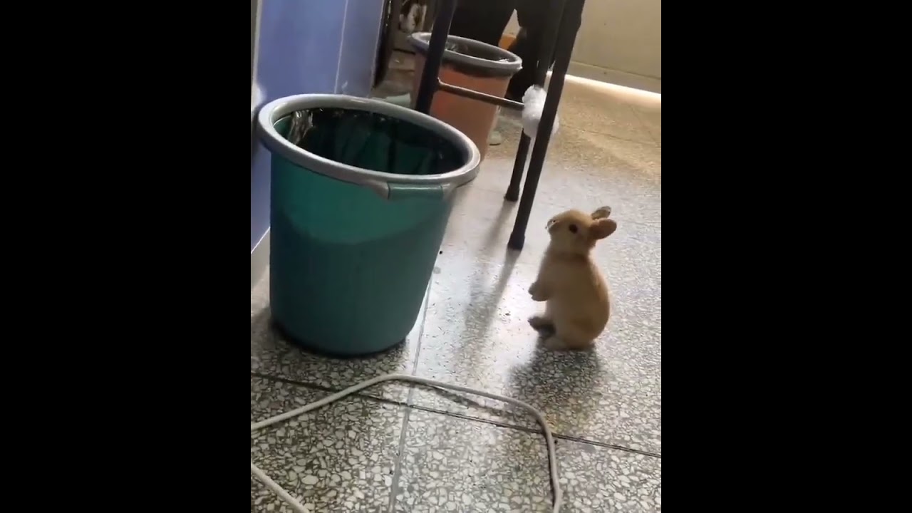 Rabbit jumps into dustbin like balls gets into basket in basketball game,best rabbit comedy 