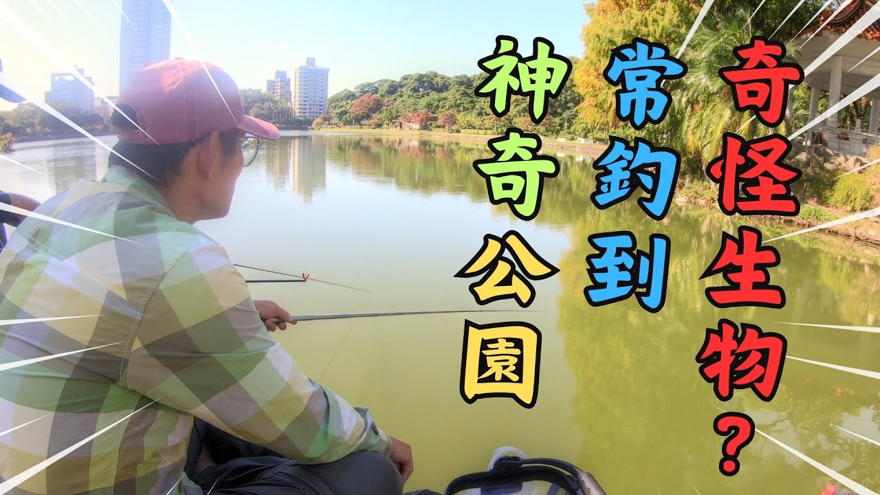 碧湖公園常釣到奇怪生物!!!  引來路人圍觀!!  ｜碧湖公園小物釣｜微物釣｜タナゴ｜牛屎鯽｜鰟鮍｜毛蟹｜烏鰡｜草魚｜朱文錦｜ 