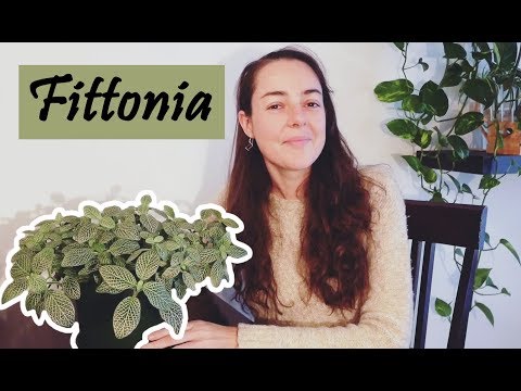 Vidéo: Fittonia: Toutes Les Nuances Du Soin D'une Fleur à La Maison + Photos Et Vidéos