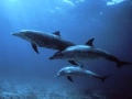 SLEEP Music: CALM : RELAX: TIME OUT: MEDITATE dolphin sounds and waves Musica para Bebes