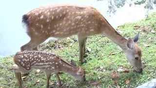 奈良公園東大寺大仏殿の小鹿、母鹿おっかけ撮り Nara Park Deer
