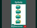 Epiboly | Morphogenetic movements | gastrulation | 1 min dev bio