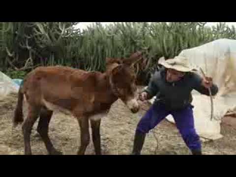 أشدنا لشي قرفوبي