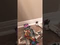 My cat