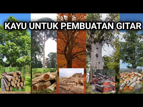 Video: Apakah pokok alder?