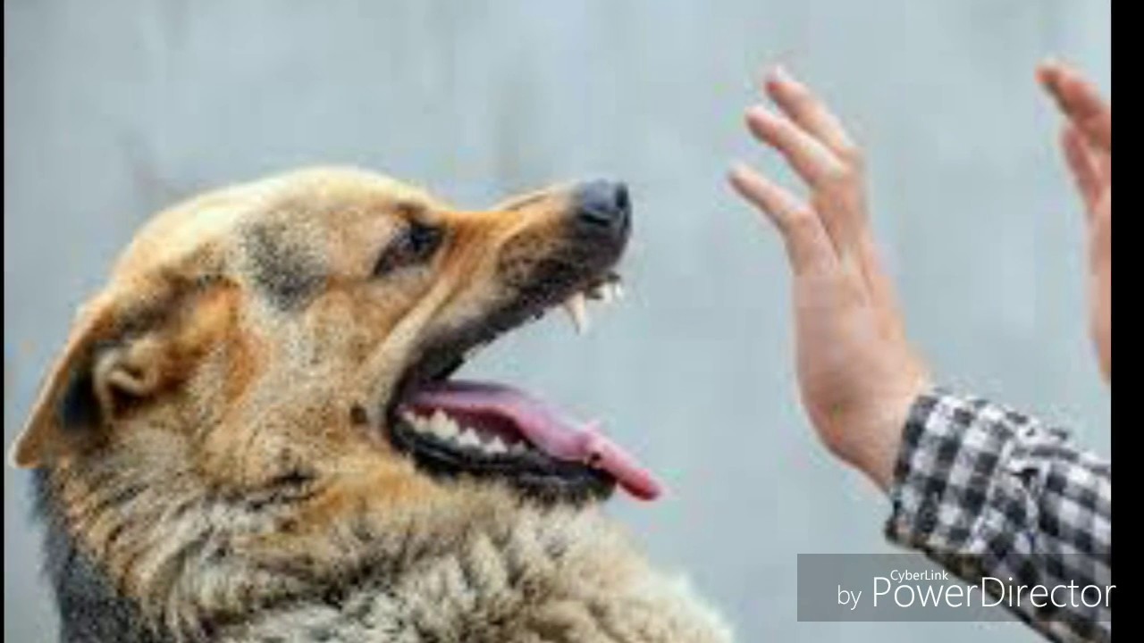 Dog bite home remedies kutto ke katne par aazmaaye ye gharelu upchaar YouTube