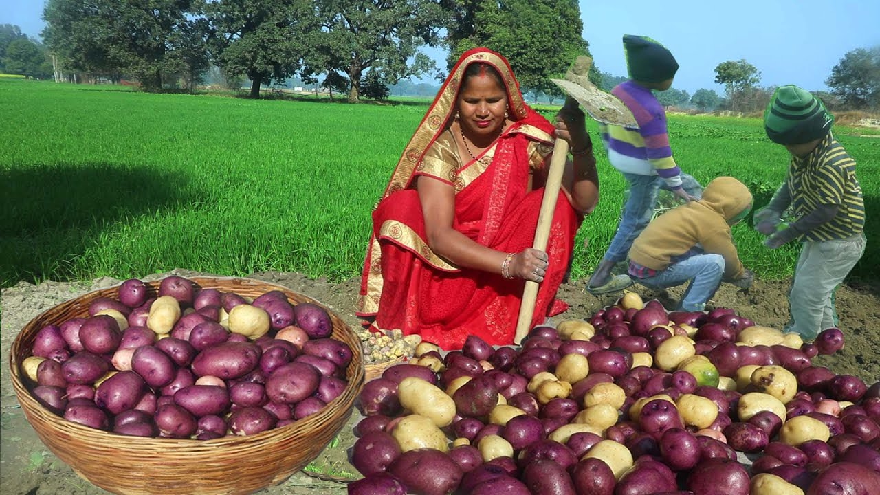गाँव में सब से जादा बनने वाला नास्ता आलू दम तीखा और चटपटा || Dum Aloo recipe || Aloo Dum