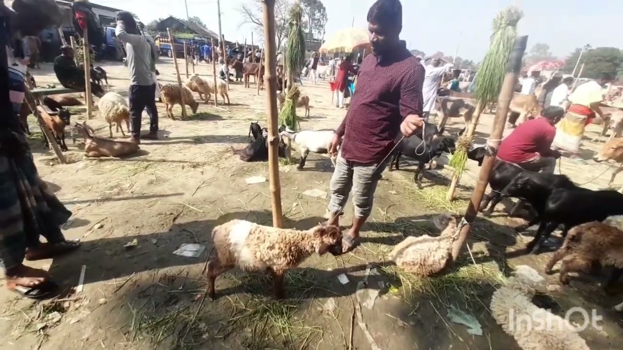 ভেড়া ও ছাগলের বিশাল হাট বাজার আজমিরীগঞ্জ হবিগঞ্জ