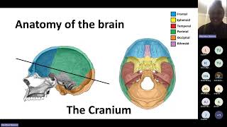 Insight into Traumatic Brain Injury It's Causes and Treatment