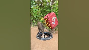 New Technique Wild Pig Trap Make Using Sharp wood With plastic bottles #wildanimal #animals #short