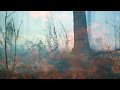 How Fire Can Restore a Forest: A Time-Lapse (Ground View)